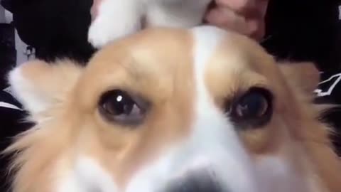 See the reaction when a Dog see another dog carried by owner on the mirror