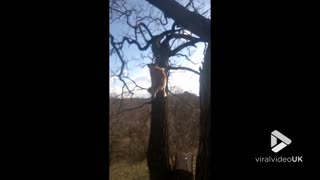 Dog trolls squirrel up a tree