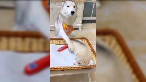 Funny Dog Video Compilation Funny Dogs