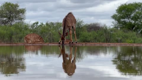 Photographer hides to capture Nyala drinking water