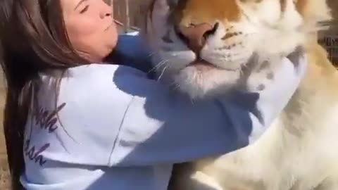 good tiger meet up