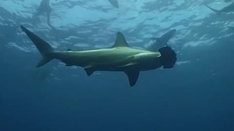 Hammerhead shark closely investigates scuba diver as it swims near