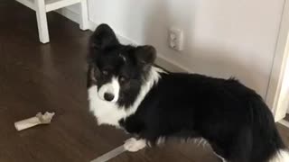 Fluffy corgi howls at phone's alarm tune