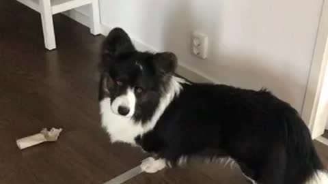 Fluffy corgi howls at phone's alarm tune