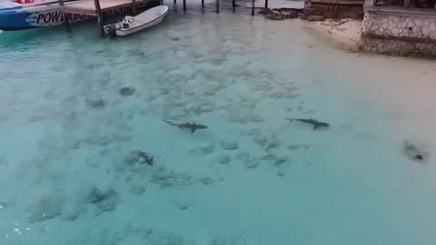 Four sharks chase a boy on the beach in the Bahamas!]]]]