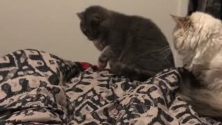 Collab copyright protection - curious grey cat startled off bed