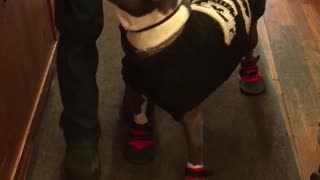 Dog in black sweater and snow boots eating treat