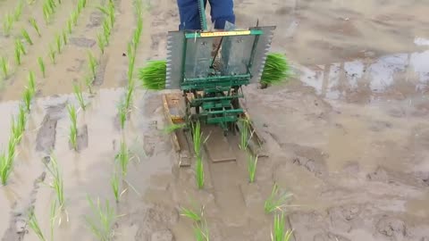 Two rows manual rice transplanter