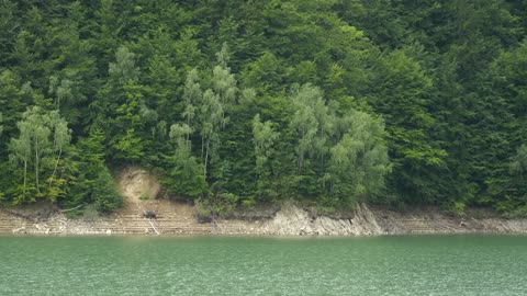 Forest Trees On Its Greenest Stage Of The Season