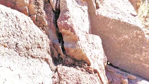 A Chuckwalla Lizard seen in desert of Arizona