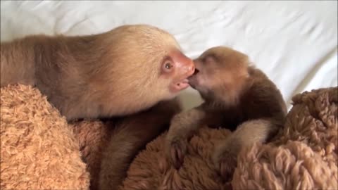 Baby Sloths kissing and playing