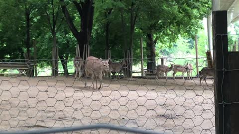 The deer were gathered.