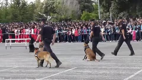 15 Best Trained and Disciplined Dogs in The World