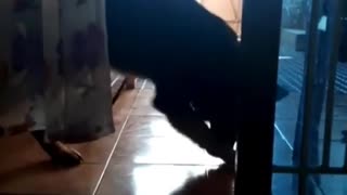 German shepherd dog scratches at tile floor
