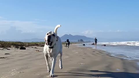 Labradors having a lot of fun on the beach