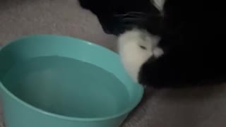 Cat Doesn't Like Getting Face or Whiskers Wet