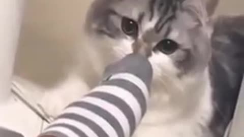 Cat video