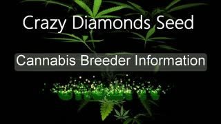 Crazy Diamonds Seed Company - Cannabis Strain Series - STRAIN TV