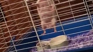 Hedgehog climbing cage and falling down