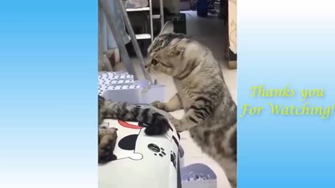 Top Funny Cat Videos of The Weekly - TRY NOT TO LAUGH | Pets Garden