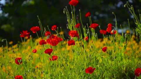 Flowers Relaxing Music Meadow