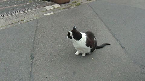 A blind cat can't locate the sound of a quiet car, so drive carefully.