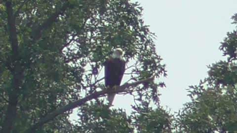 152 Toussaint Wildlife - Oak Harbor Ohio - Merged Eagle Videos