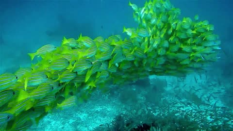 swarm of green fish underwater FHD