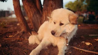 The dog is trying to eat a fly