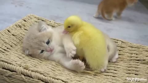 Ducklings love the baby kitten Shan. Jump up and sleep together