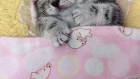 OMG So So Cute Cats ♥ Best Cute Cat Sleeping Videos 2021