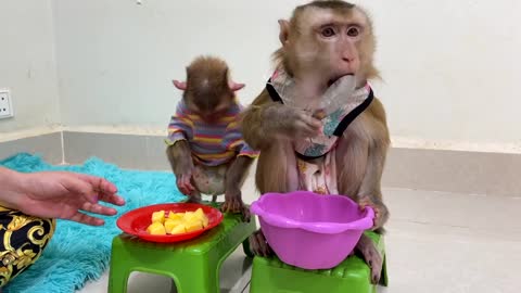 #monkey #babymonkey #petmonkey #funnymonkey