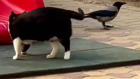 Funny cat and crow /waooo
