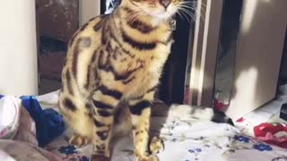 tiger cat chicken paw 2020