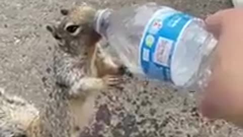 Squirrels can also ask for water 😆 The interesting thing of nature