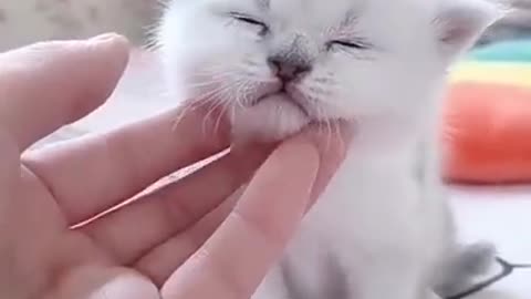 Cute cat playing.
