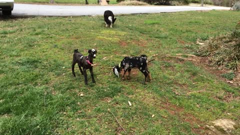 Baby goats meet doggy