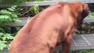 Brave & Loyal Rhodesian Ridgeback Puppy Tackles Scary Stairs