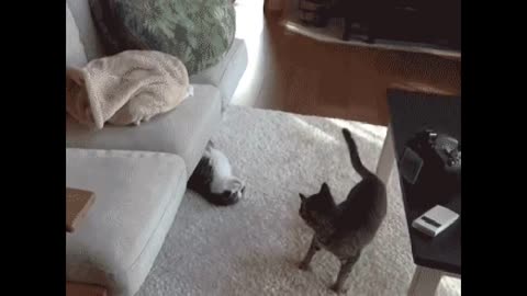 How cats plays with each other in 30 seconds..