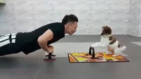 Lindo perrito haciendo ejercicio