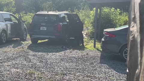 Bear Explores Vacationers' Cars