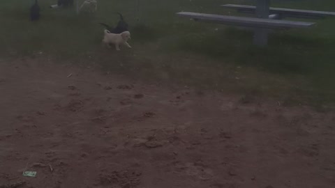 swim lessons15 labradoodles