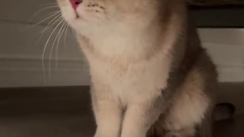 Cute moments of a timid cat. Funny cat, pet's video .