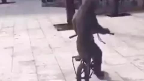 Monkey Rides a bike!