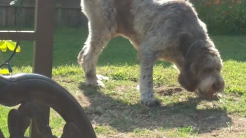 Puppy's Favorite Toy is Big Brother's Tail! Gosh, He is Patient!