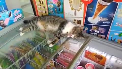 Cat Decides To Sleep On Top Of Ice Cream Freezer