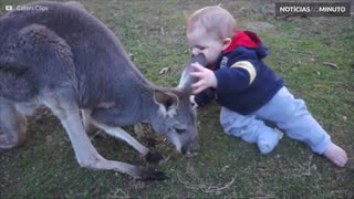 O animal de estimação desta família é um canguru