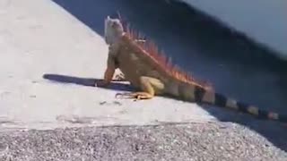 Strangers Help Save Iguana on Highway