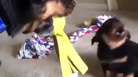 altercation between mother and little dog