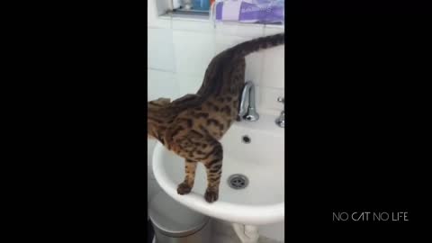 Funny cat fall